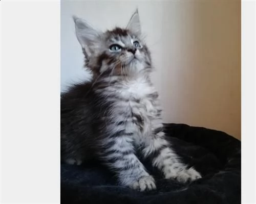 due maine coon di 2 mesi