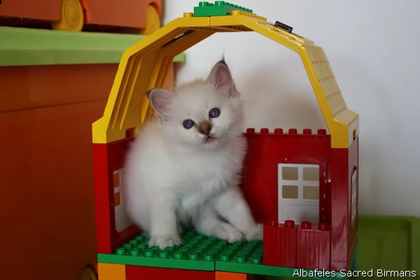 maschio e femmina dolce ragdoll