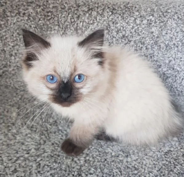splendidi cuccioli ragdoll