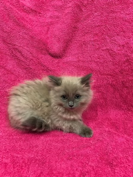 bellissima ragdoll mink | Foto 2