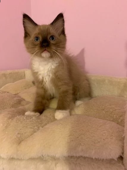 bellissima ragdoll mink | Foto 1