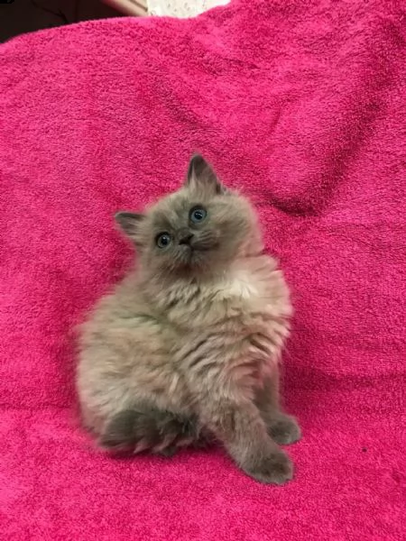 bellissima ragdoll mink | Foto 0