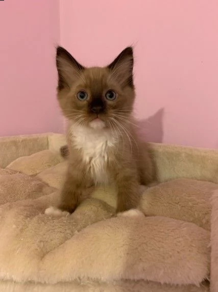 bellissima ragdoll mink