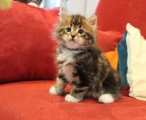 siberiani gattini pronti