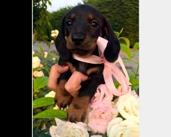 cuccioli di bassotto tedesco nani