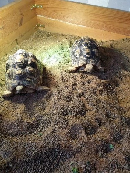 tartarughe di terra disponibili