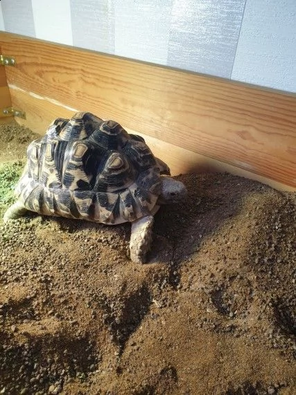 tartarughe di terra disponibili | Foto 0