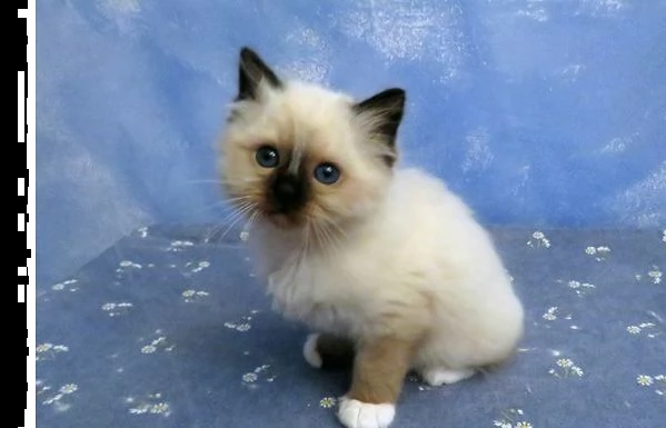 sacro di birmania pronti