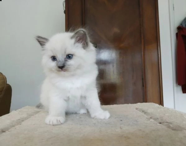 sacro di birmania pronti | Foto 2