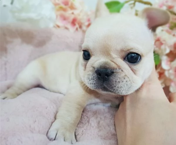 bouledogue francesi crema e blue | Foto 2