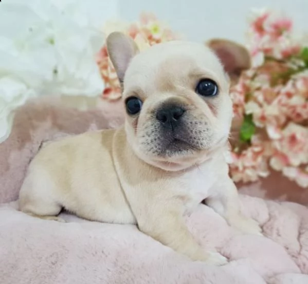 bouledogue francesi crema e blue