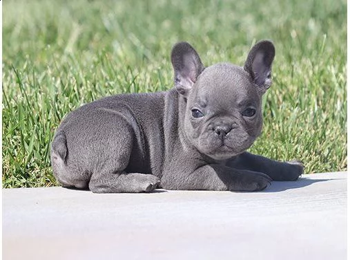 bouledogue francesi crema e blue | Foto 0