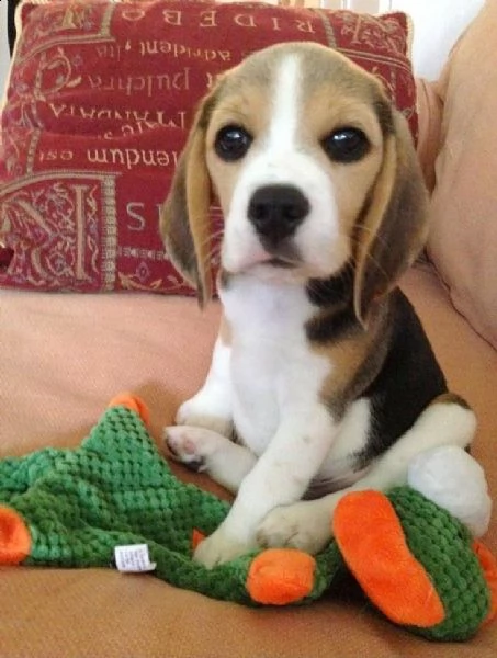 regalo beagle | Foto 0