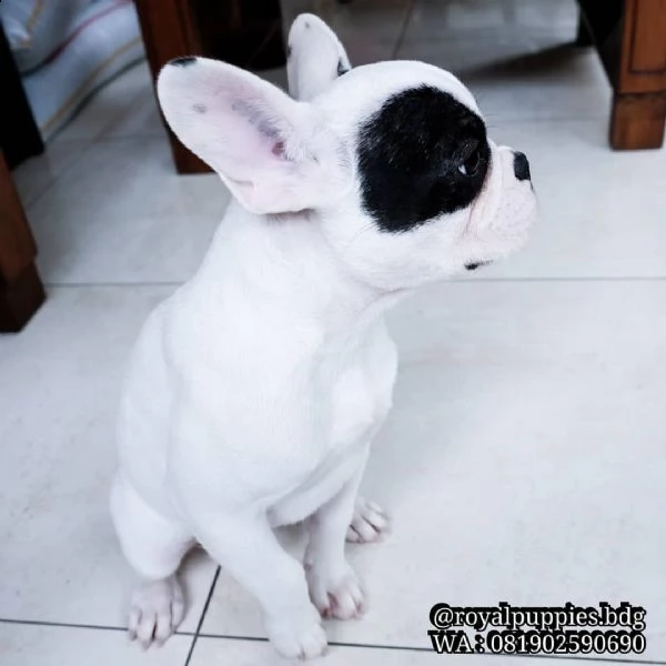 regalo bouledogue francese