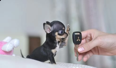   regalo cuccioli di chihuahua | Foto 0