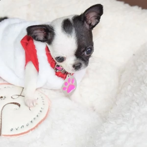   regalo cuccioli di chihuahua