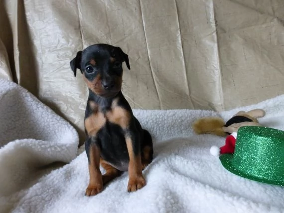  regalo cuccioli di pinscher