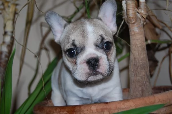 cuccioli di bulldog francese