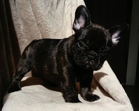 cuccioli di bulldog francese | Foto 2