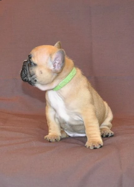 cuccioli di bulldog francese | Foto 1