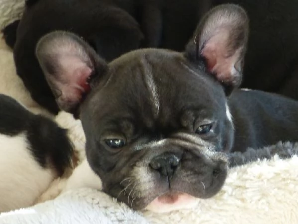 cuccioli di bulldog francese | Foto 0