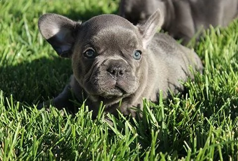 simpatici cuccioli di bulldog francese pronti per l'adozione