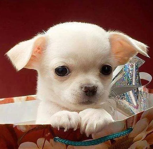  chihuahua toy  chihuahua toy  | Foto 0