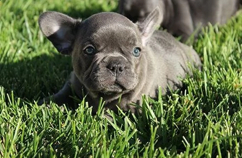  cuccioli di boul dog francese  | Foto 1