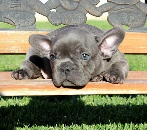  cuccioli di boul dog francese  | Foto 0