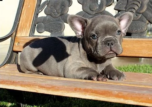 cuccioli di boul dog francese 