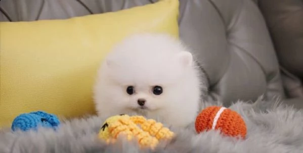  cucciolo di spitz pomerania toy  | Foto 2