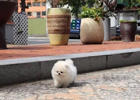  cucciolo di spitz pomerania toy  | Foto 1