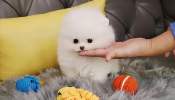  cucciolo di spitz pomerania toy  | Foto 0