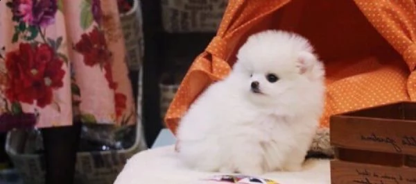  cucciolo di spitz pomerania toy 