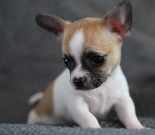 chihuahua maschi e femmine | Foto 2