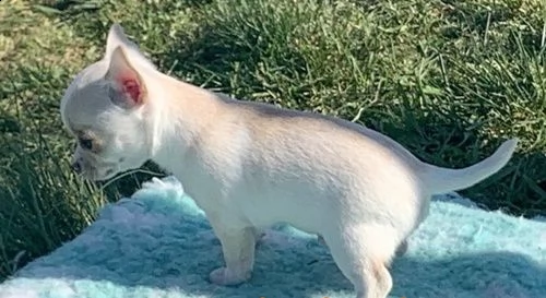 chihuahua maschi e femmine