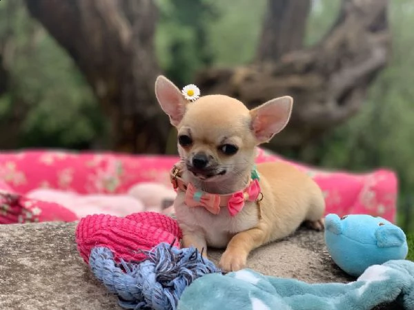 chihuahua maschi e femmine | Foto 1