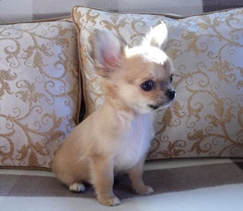 chihuahua maschi e femmine | Foto 0
