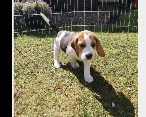 beagle cuccioli consegna a casa | Foto 0