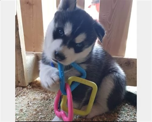 siberian husky - selezione lavoro