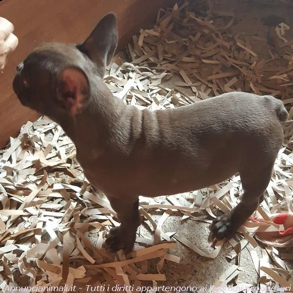 bouledogue francese cioccolato....rarissimo  | Foto 0