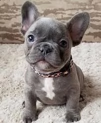 2 simpatici cuccioli di bulldog francés vgiovani maschi e fem>