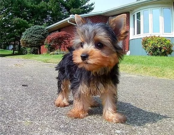 hermosos cuccioli di yorkshire giovani maschi e fem>