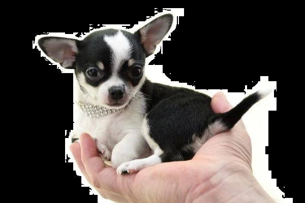 chihuahua toy a domicilio