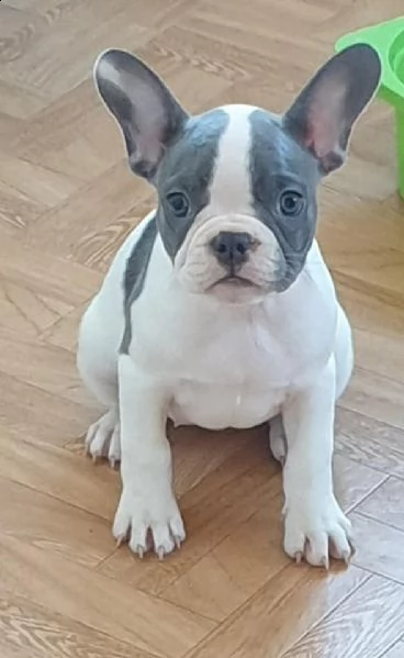 cuccioli di bulldog francese con pedigree | Foto 0