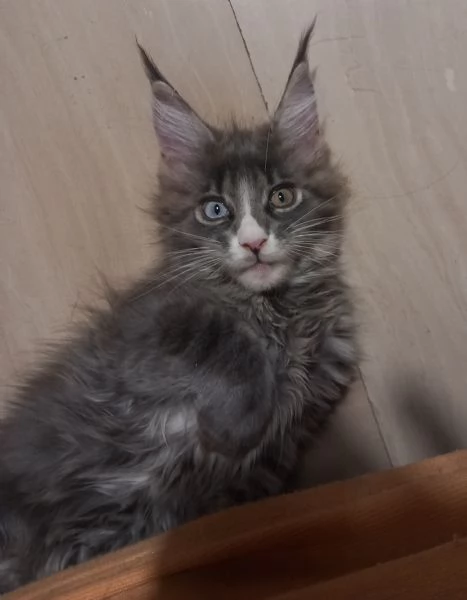 Maine coon occhi azzurri e impari | Foto 2