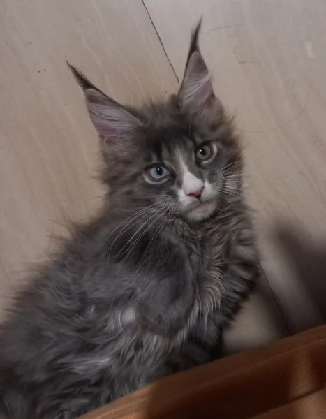 Maine coon occhi azzurri e impari | Foto 1