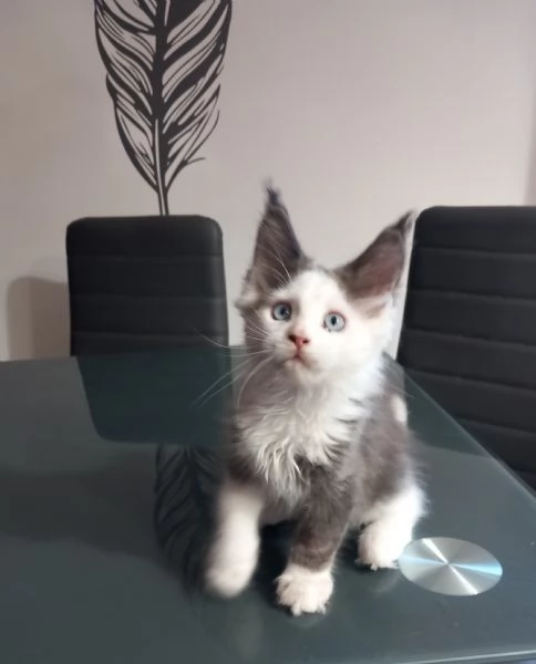 Maine coon occhi azzurri e impari