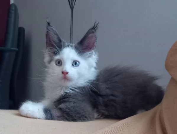 Maine coon occhi azzurri e impari | Foto 0