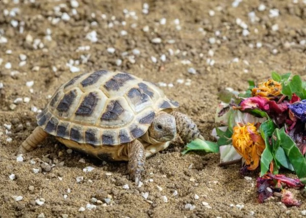  tartarughe di terra horsefield e hermanni